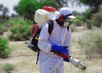 The UN Food and Agriculture Organisation (FAO) recommends the spraying of fungus-based biopesticides to kill locust swarms. Currently, South Africa is using chemical pesticides. Photo: Supplied/Isak Amin/FAO