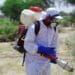 The UN Food and Agriculture Organisation (FAO) recommends the spraying of fungus-based biopesticides to kill locust swarms. Currently, South Africa is using chemical pesticides. Photo: Supplied/Isak Amin/FAO