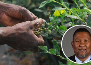 The chairperson of the portfolio committee on agriculture, land reform and rural development, Zwelivelile "Mandla" Mandela talks to Food For Mzansi in an exclusive interview. Photo:Supplied/Food For Mzansi