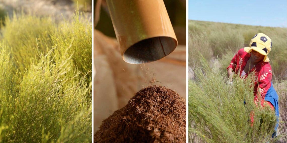 The San and Khoi communities of South Africa are recognised as the holders of traditional knowledge on rooibos. As a signatory to the Nagoya Protocol, South Africa is committed to benefit sharing for the holders of traditional knowledge. Photos: Supplied/SA Rooibos Council