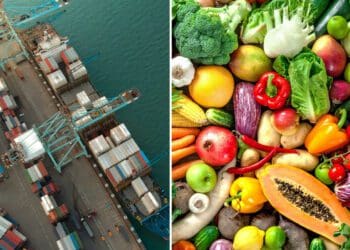 A global coalition has called on multinational bodies to intervene in the severe challenges food producers around the world are currently facing. Photos: Supplied/Food For Mzansi