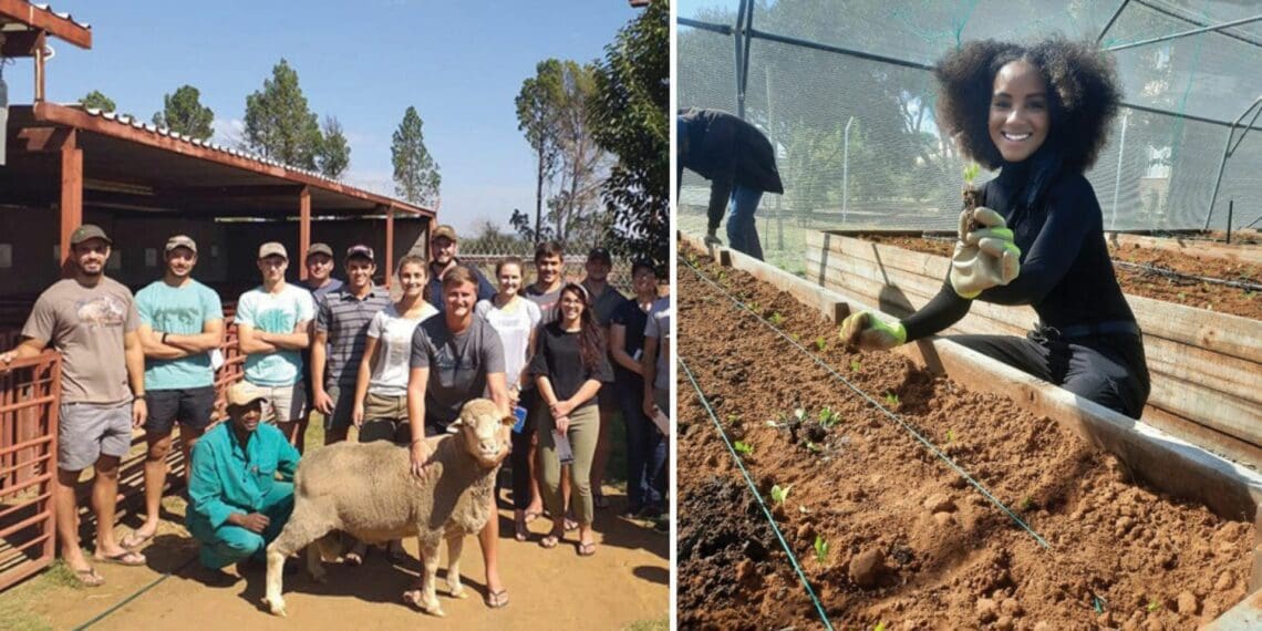 The University of the Free State established both a dairy and a wool processing unit at its Paradys experimental farm. There are also Irrigation tunnels on the farm which helps in the study of vertical farming. Photo: Supplied/Food For Mzansi