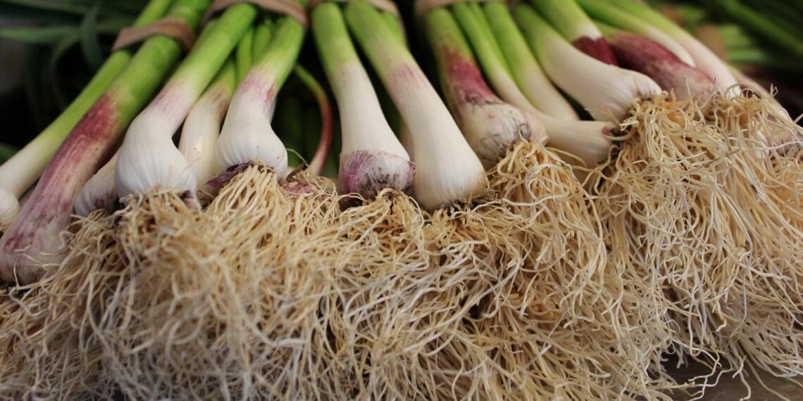 The demand for spring onions, both locally and abroad, has increased recently. Photo: Supplied/Food For Mzansi