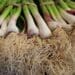 Opportunity in rising demand for spring onions