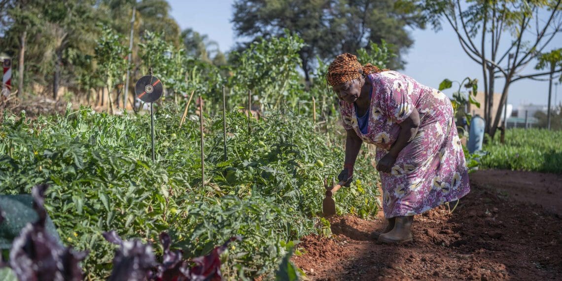 Loraine Gay Mfeka, 72, started urban farming on a piece of land that was overgrown with bush and being used as a illegal dumpsite in Montana Park in Pretoria. Mfeka cleared the land herself and now grows a variety of healthy organic vegetables which she supplies to the community or people who pass by her garden. Photo:Ihsaan Haffejee