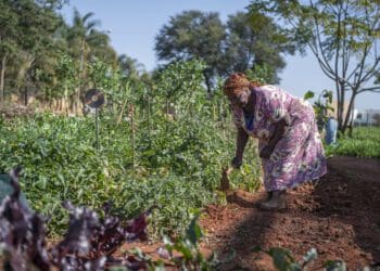 Loraine Gay Mfeka, 72, started urban farming on a piece of land that was overgrown with bush and being used as a illegal dumpsite in Montana Park in Pretoria. Mfeka cleared the land herself and now grows a variety of healthy organic vegetables which she supplies to the community or people who pass by her garden. Photo:Ihsaan Haffejee