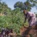 Loraine Gay Mfeka, 72, started urban farming on a piece of land that was overgrown with bush and being used as a illegal dumpsite in Montana Park in Pretoria. Mfeka cleared the land herself and now grows a variety of healthy organic vegetables which she supplies to the community or people who pass by her garden. Photo:Ihsaan Haffejee