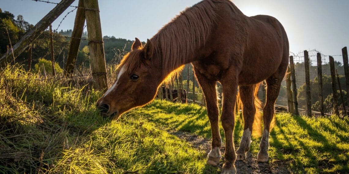 Horses cannot be moved into much of the Western Cape without obtaining a legal permit. Photo: Supplied/Rich Dahlgren