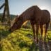 Horses cannot be moved into much of the Western Cape without obtaining a legal permit. Photo: Supplied/Rich Dahlgren