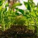 Regenerative conservation agriculture, and casts a vision for what would happen if all farmers in SA converted. Photo: Supplied/Food For Mzansi