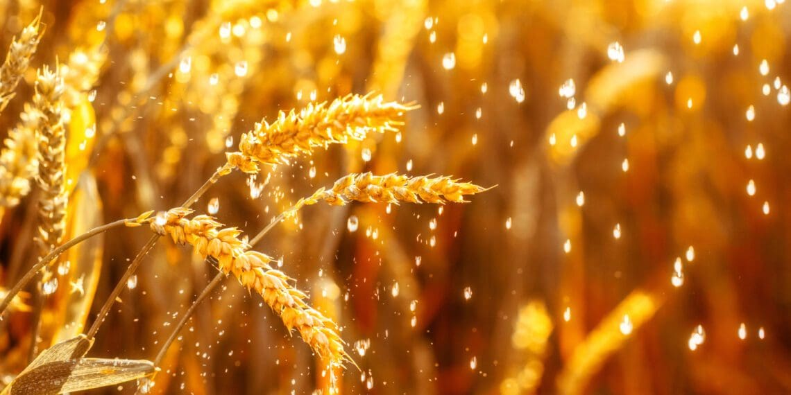Farmers in the south-western parts of the country can expect a slightly drier than usual spring. Photo: Supplied/Food For Mzansi