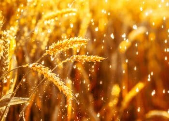 Farmers in the south-western parts of the country can expect a slightly drier than usual spring. Photo: Supplied/Food For Mzansi
