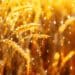 Farmers in the south-western parts of the country can expect a slightly drier than usual spring. Photo: Supplied/Food For Mzansi