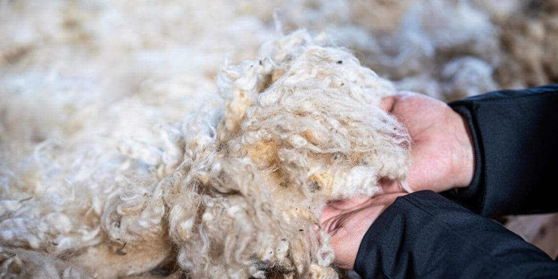 South Africa usually sends more than three quarters of its wool clip to China. Photo: Supplied/Food For Mzansi