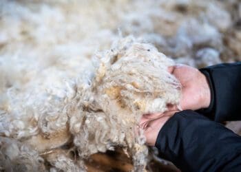 South Africa usually sends more than three quarters of its wool clip to China. Photo: Supplied/Food For Mzansi