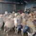 Gauteng police recovered and confiscated sheep and goats in Sedibeng this week. Photo: Supplied/SAPS
