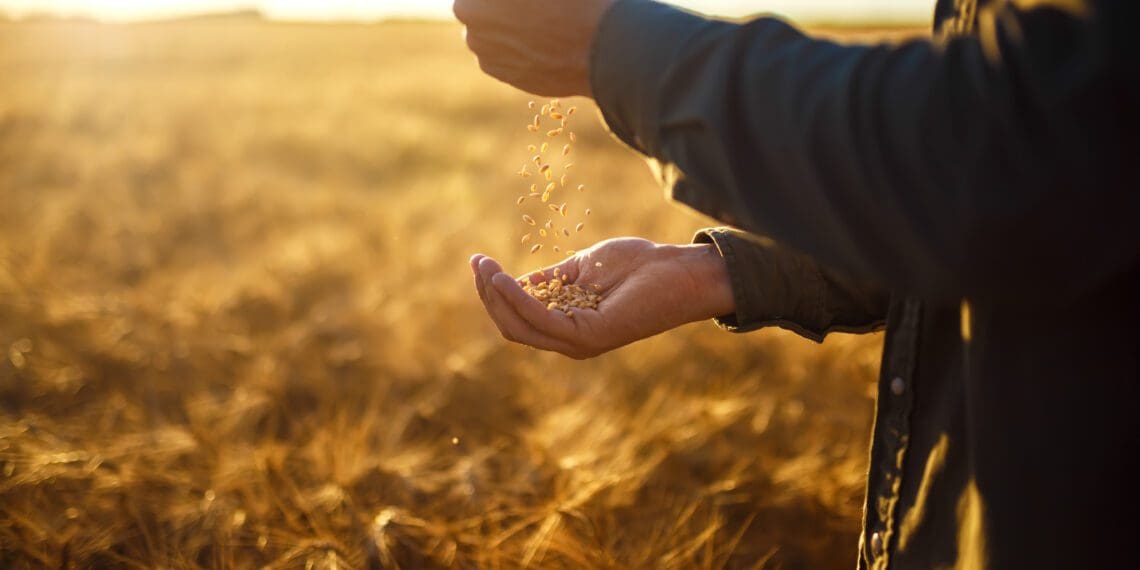 Some farmers who want to scale up to commercial status say that the administrative hoops they have to jump through are a major frustration. Photo: Supplied/Food For Mzansi