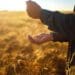 Some farmers who want to scale up to commercial status say that the administrative hoops they have to jump through are a major frustration. Photo: Supplied/Food For Mzansi