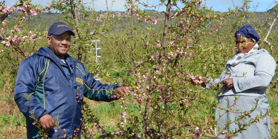 Willem Booise (left) is a trustee and has won the industry’s Specialist Agricultural Worker of the Year award in 2018. Photo: Supplied/Hortgro