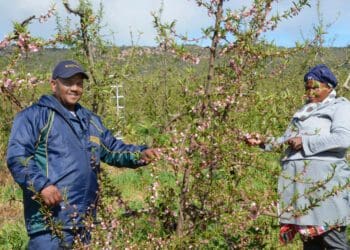 Willem Booise (left) is a trustee and has won the industry’s Specialist Agricultural Worker of the Year award in 2018. Photo: Supplied/Hortgro