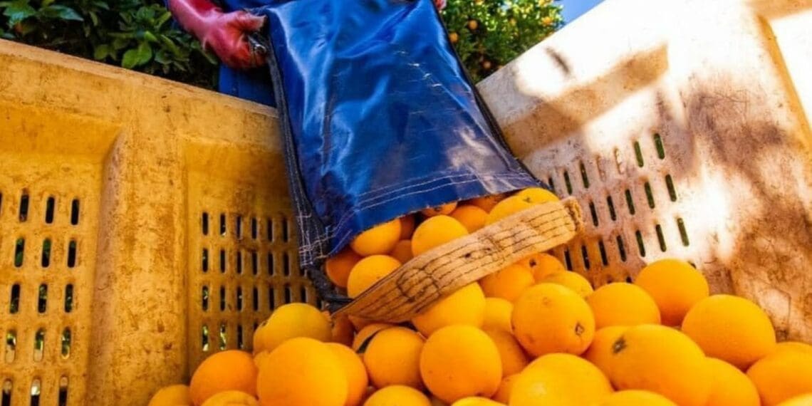 ICYMI: CGA illuminates path ahead for black citrus growers