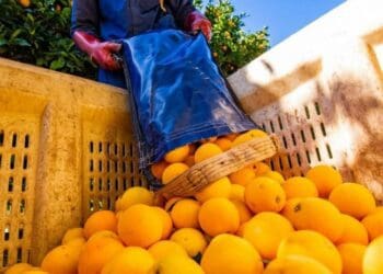 ICYMI: CGA illuminates path ahead for black citrus growers
