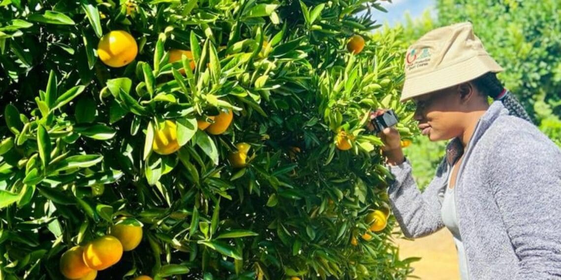 Sun City Resort fights climate change while uplifting community with tree-planting project. Photo: Supplied/Citrus Academy