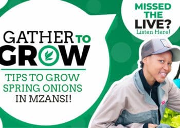 Andile Matukane, founder of Farmers Choice and Devroll Legodi, founder of Devroll Herbs, joined a recent session of Food For Mzansi’s Gather To Grow on twitter o discuss the cultivation of spring onions in Mzansi. Photo: Supplied/Food For Mzansi