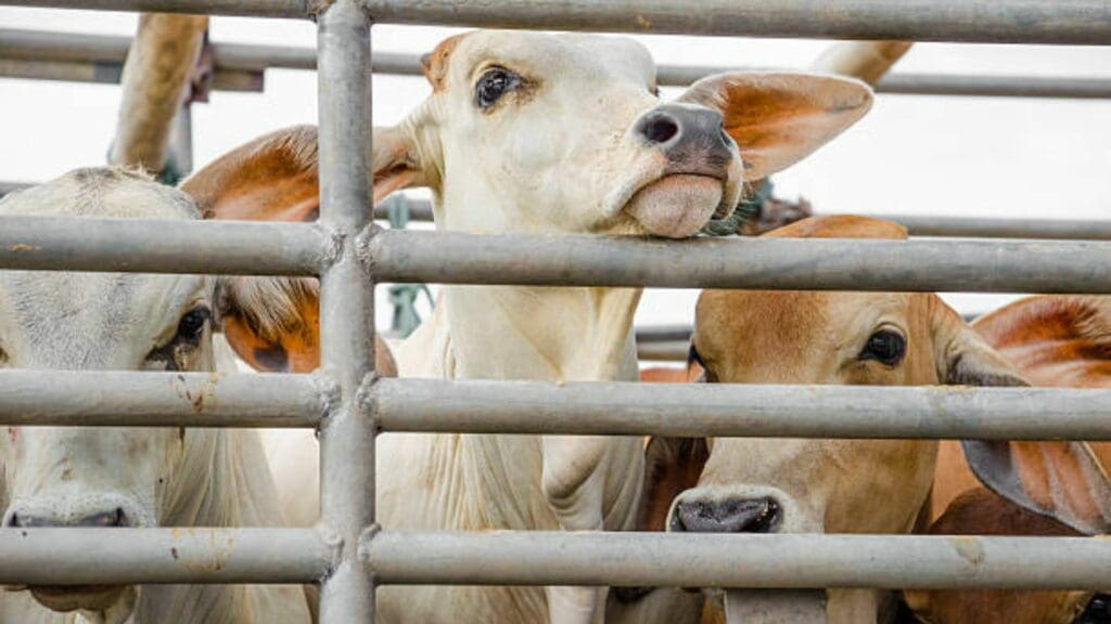 Agriculture, land reform and rural development minister Thoko Didiza has placed a 21-day ban on the movement of cattle across South Africa due to foot-and-mouth disease (FMD) outbreaks. Photo: Supplied/Food For Mzansi