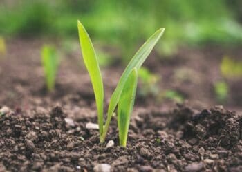 Fertiliser Plan B: Cheap and natural is possible