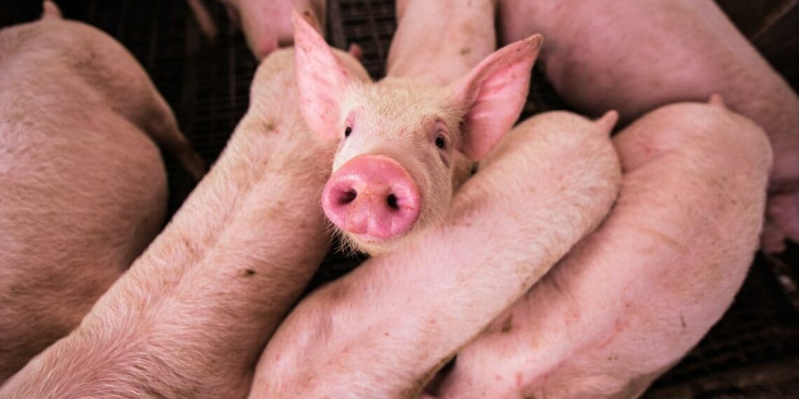Bringing home the bacon: EC pork farmers cry out for support