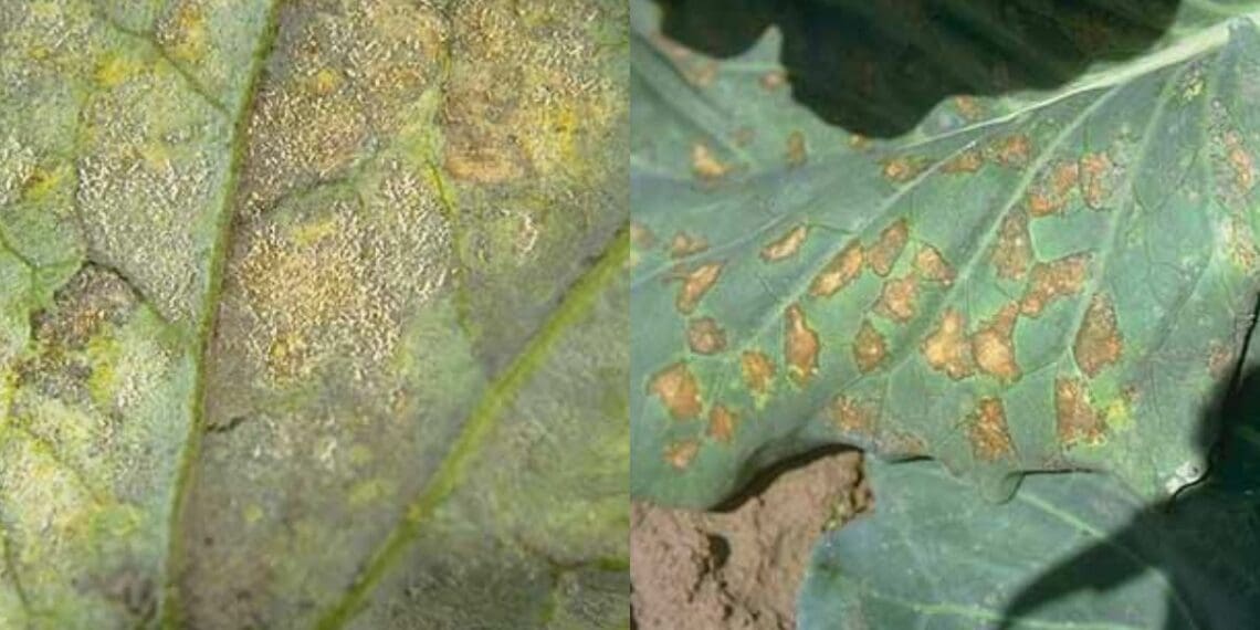 Downy mildew can damage your crops, and broccoli and cauliflower farmers need to watch out for this plant fungus common in wet. Photo: Supplied/PWN Pest Management Handbook