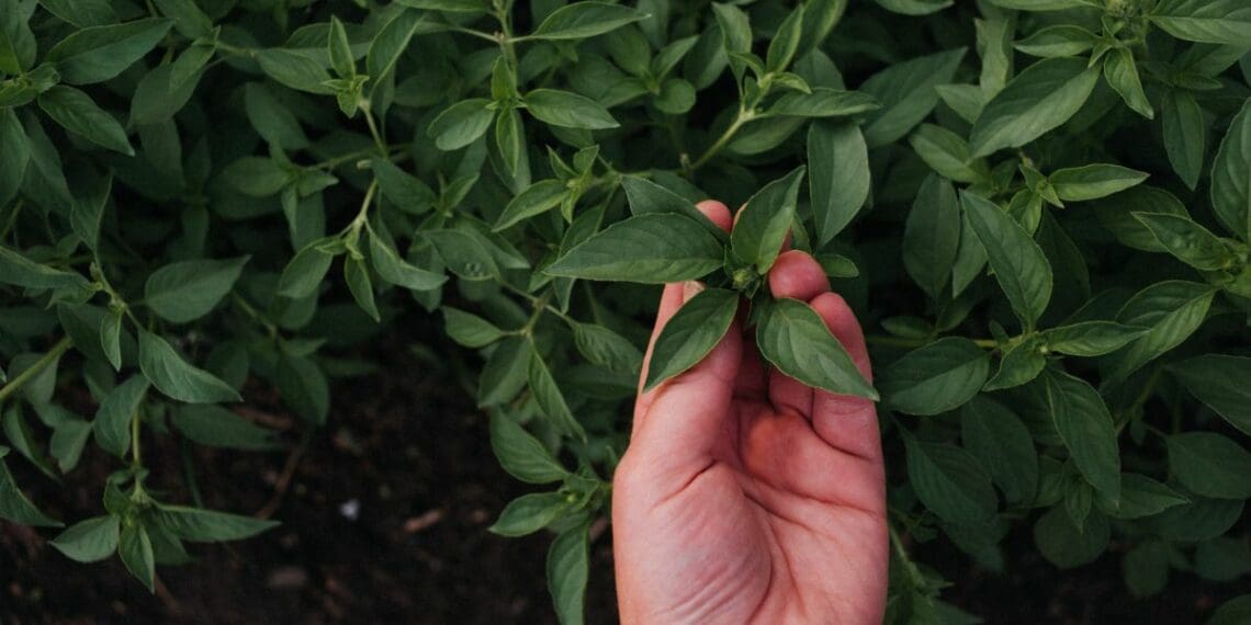 Organic certification is a long, but rewarding process. Photo: Supplied/Food for Mzansi