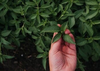 Organic certification is a long, but rewarding process. Photo: Supplied/Food for Mzansi
