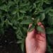 Organic certification is a long, but rewarding process. Photo: Supplied/Food for Mzansi