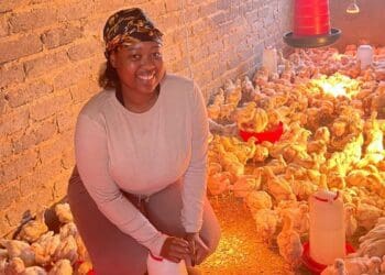 This #SoilSista’s poultry farm puts quality first