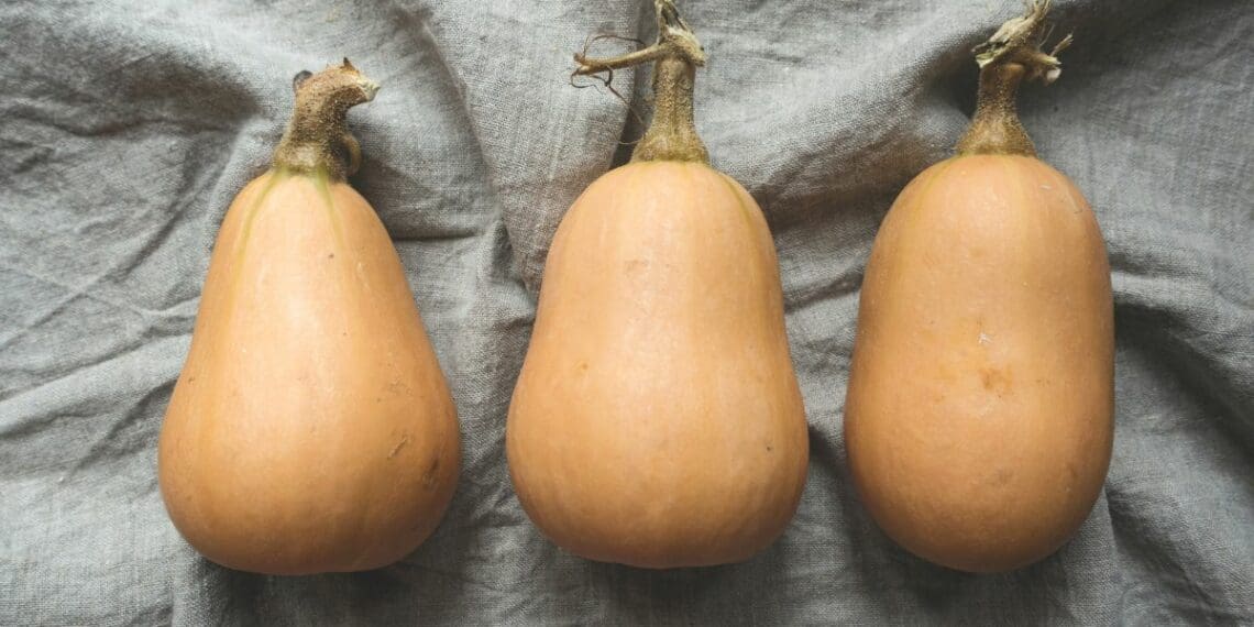 Summer is around the corner, and farmers are preparing for their summer harvest. Photo: Supplied/Food For Mzansi