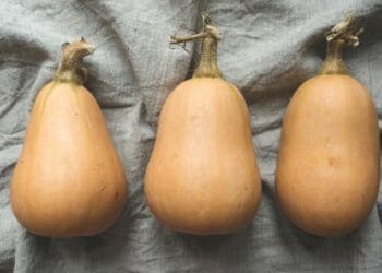 Planting tips to prepare for summer crops