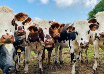 Igniting change at KZN dairy farming summit