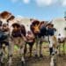 Igniting change at KZN dairy farming summit