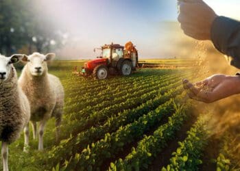 The future holds lower margins for farmers in both the field crop and livestock industry, according to a new report. Photo: Supplied/Food For Mzansi
