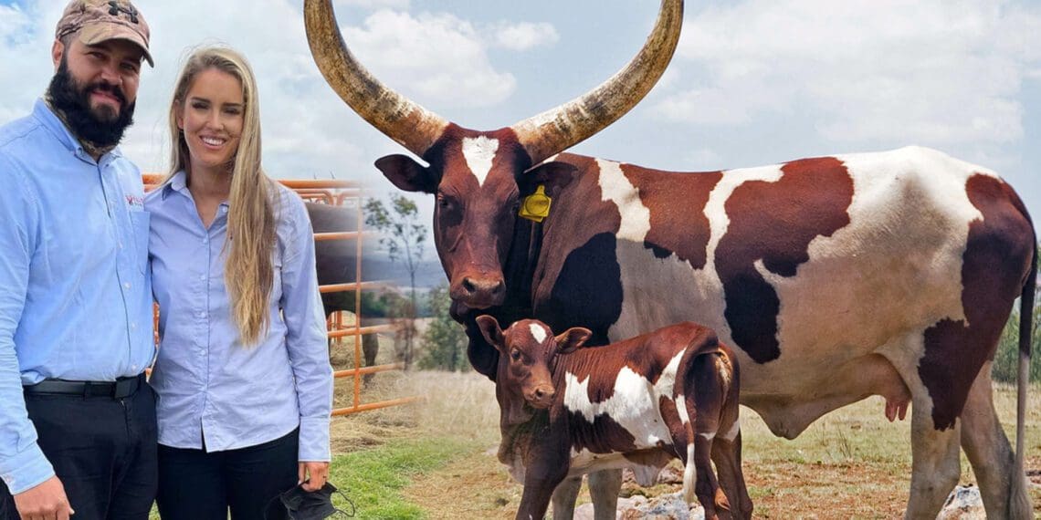 Claire and Martin Joubert have sacrificed and struggled to become top breeders of Ankole cattle in South Africa. But giving up was never an option, because they wanted to offer only the very best Ankole genetics in the country. Photo: Supplied/Food For Mzansi