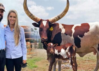 Claire and Martin Joubert have sacrificed and struggled to become top breeders of Ankole cattle in South Africa. But giving up was never an option, because they wanted to offer only the very best Ankole genetics in the country. Photo: Supplied/Food For Mzansi