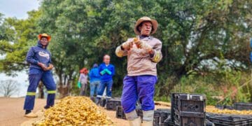 Women at work for the Giba Communal Property Association in Mpumalanga. Photo: Supplied/Food For Mzansi