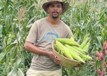 Food forests can be established by planting trees and shrubs in strategic ways. Photo: Supplied/Food For Mzansi