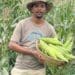 Food forests can be established by planting trees and shrubs in strategic ways. Photo: Supplied/Food For Mzansi