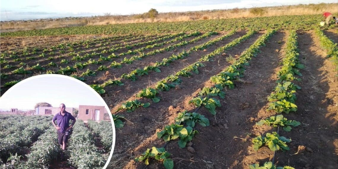 Botalatemong Crop Farmers in Bochum produces various vegetables for local shops and markets and receives business support from a Soutpan company. Photo: Supplied/Food For Mzansi