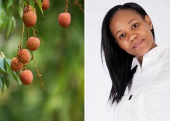 Khuliso Madima helps run her family business, Rembander Agribusiness, a subtropical farm in Limpopo where the family grows litchis and mangoes, and also does crop farming. Photo: Supplied/Food For Mzansi