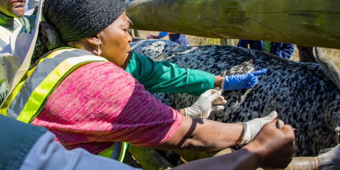 KwaZulu-Natal agriculture and rural development MEC Bongiwe Sithole-Moloi administering a vaccine dose at a dip tank on Tuesday. Photo: Supplied/Food For Mzansi