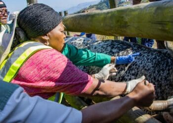KwaZulu-Natal agriculture and rural development MEC Bongiwe Sithole-Moloi administering a vaccine dose at a dip tank on Tuesday. Photo: Supplied/Food For Mzansi